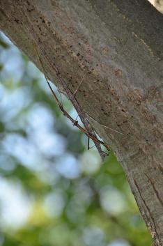 An Image of the Common Walkingstick