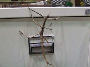 The Titan Stick Insect