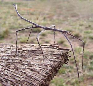 the Stick Insect